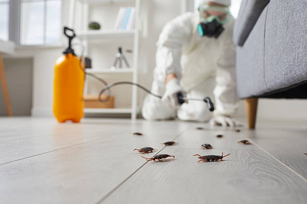 Commercial Kitchen Cockroach Control in Bull Run